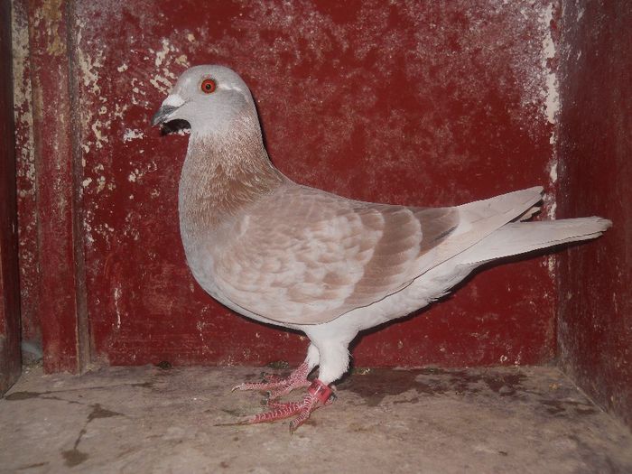 M-2013,din FR,SUPER...