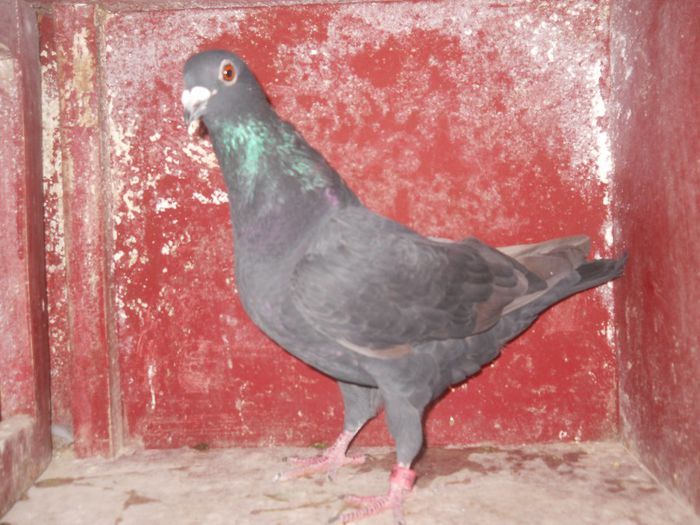 Fiu din DV-Stichelbaut+F orig.Stancu ION:wanroy-vandenabelle