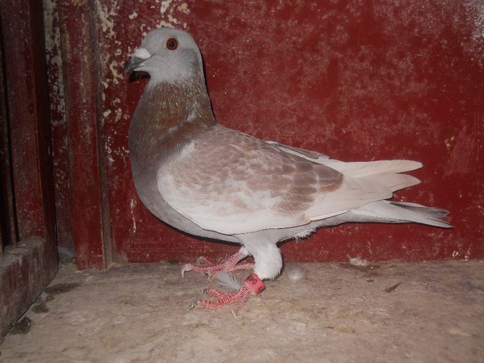 Fiu din FR...Vindut...