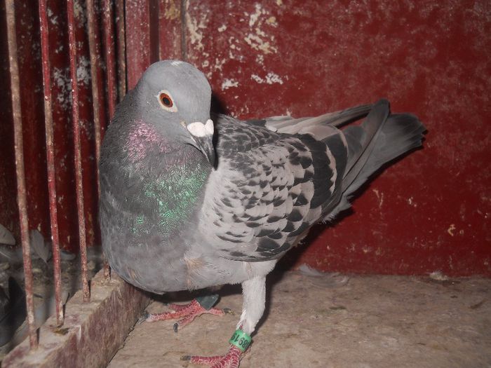 SUPER FEMELA,9 cls. anul trecut,anul acesta 8 cls.,norma V,DF,G,F.; F-2011-0389191
