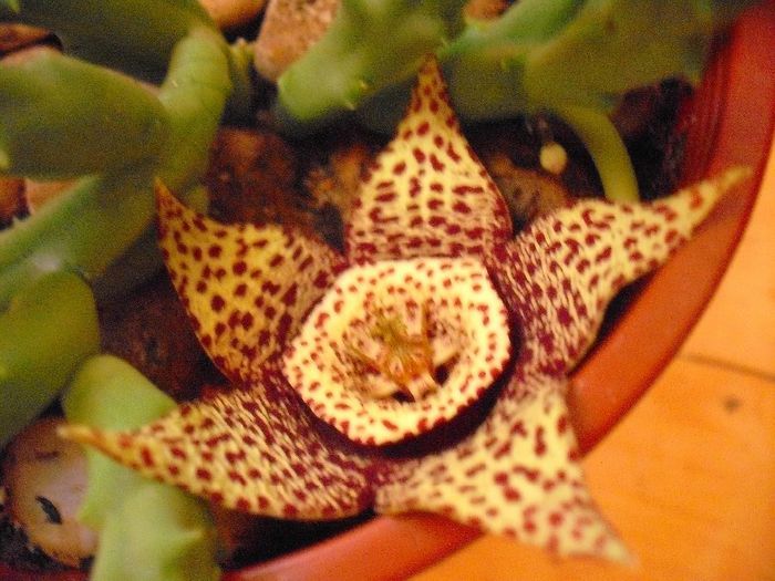 Picture 985 - STAPELIA