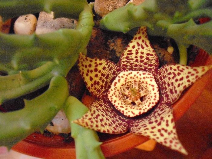 Picture 986 - STAPELIA