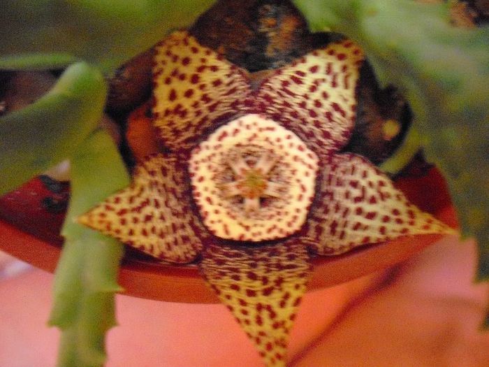 Picture 987 - STAPELIA