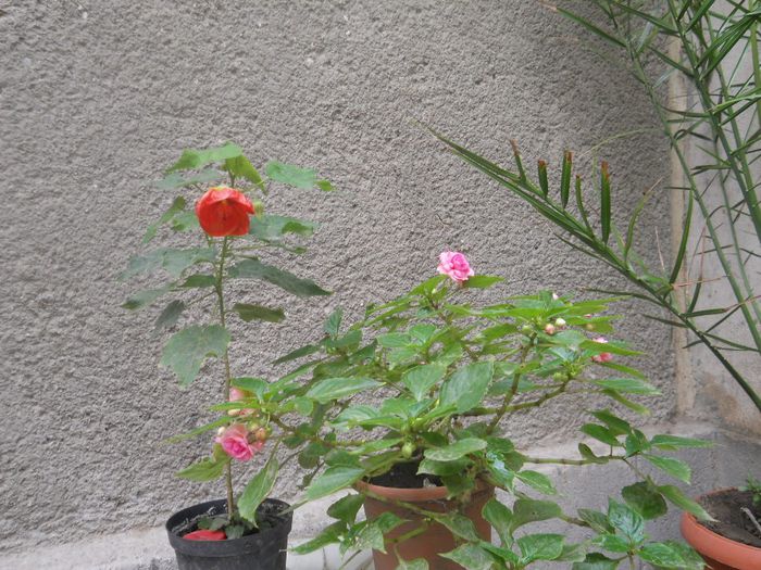 DSCN4373 - ABUTILON