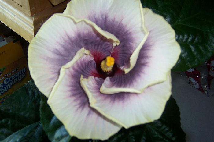 Tahitian Taui Hibiscus 001