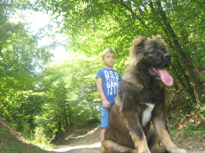 Ciobanesc caucazian - 8 luni