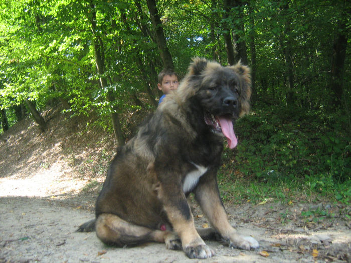 Ciobanesc caucazian 8 luni