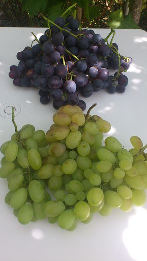 victoria si michele palieri