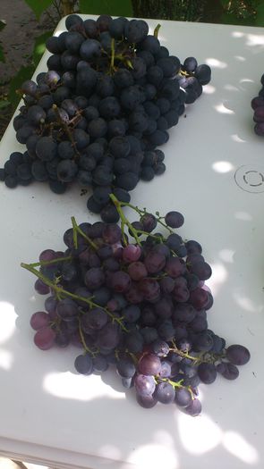 alphonse lavale si michele palieri