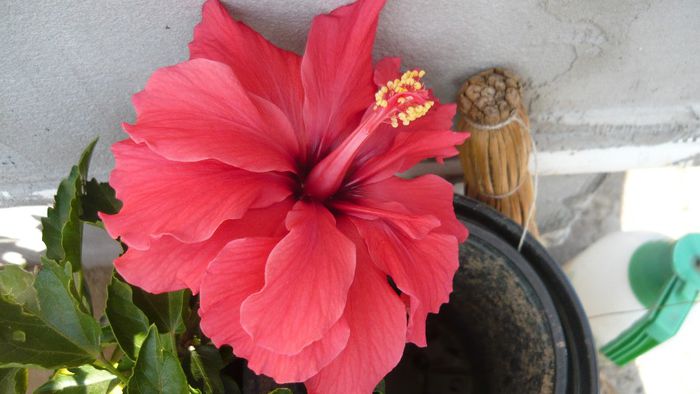 Picture 2107 - x 2013 hibiscus rosa sinesis 2
