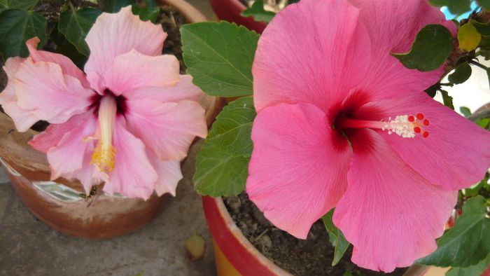 Picture 2109 - x 2013 hibiscus rosa sinesis 2