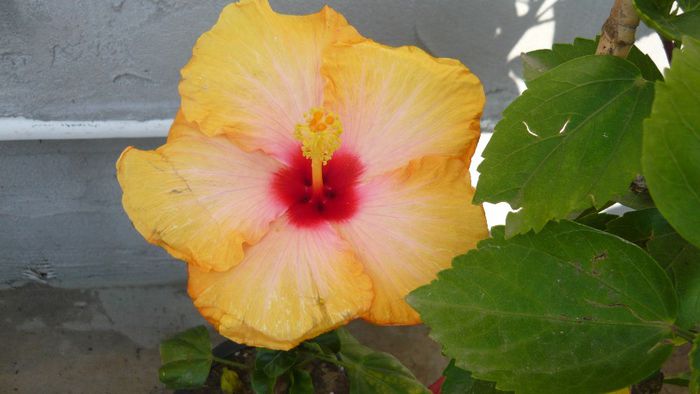 Picture 2110 - x 2013 hibiscus rosa sinesis 2