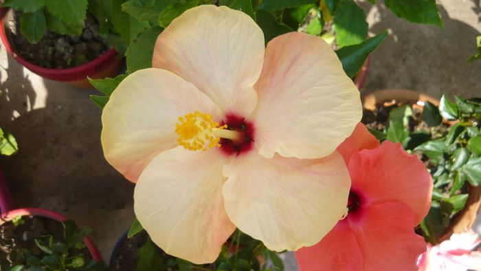 Picture 2117 - x 2013 hibiscus rosa sinesis 2