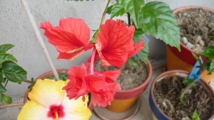 Picture 2146 - x 2013 hibiscus rosa sinesis 2
