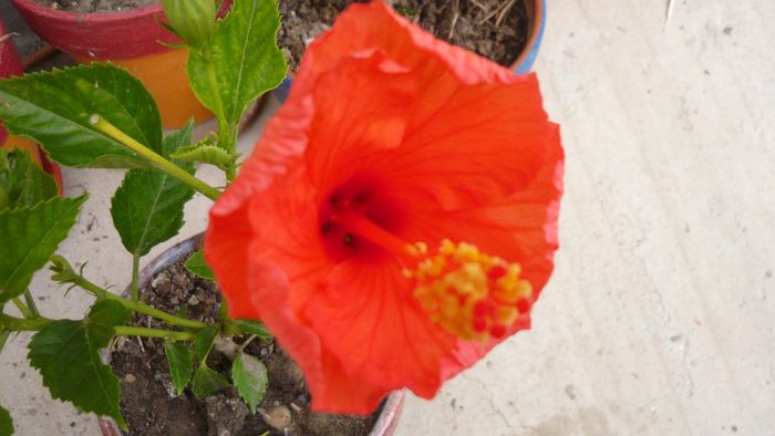 Picture 2151 - x 2013 hibiscus rosa sinesis 2