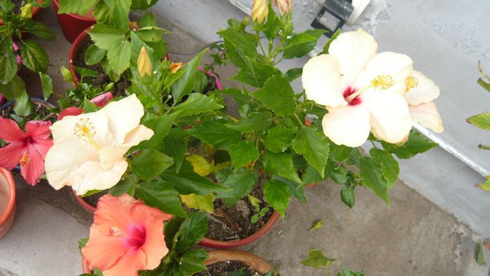 Picture 2156 - x 2013 hibiscus rosa sinesis 2