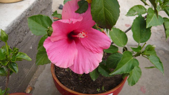 Picture 2160 - x 2013 hibiscus rosa sinesis 2