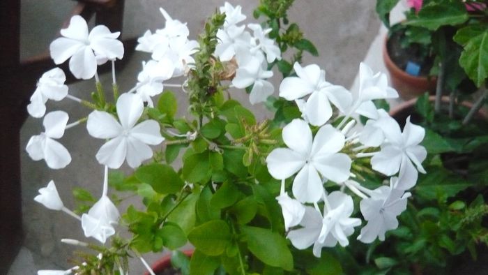 Picture 2073 - flori  toamna