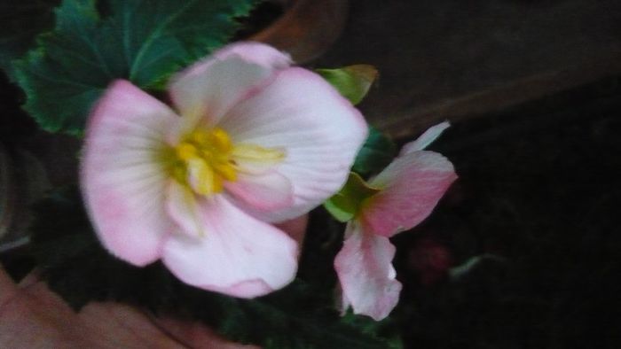 Picture 2091 - flori  toamna