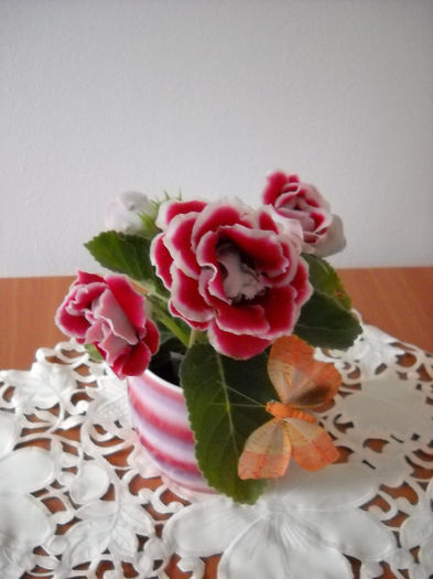 11.sept - 1GLOXINIA- 2013