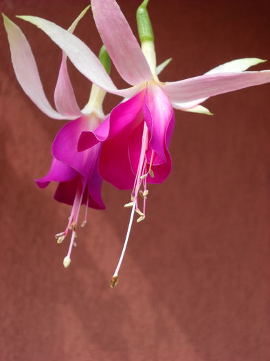 13 sept.013 Blue Sarah