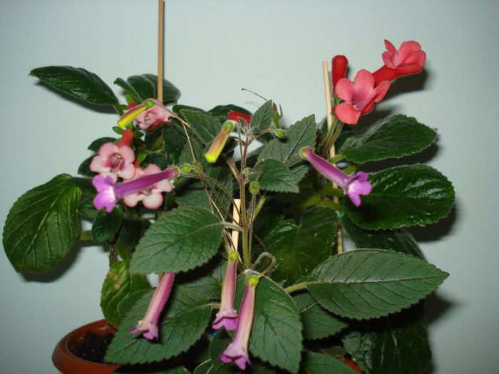 DSC09285 - SINNINGIA 2013