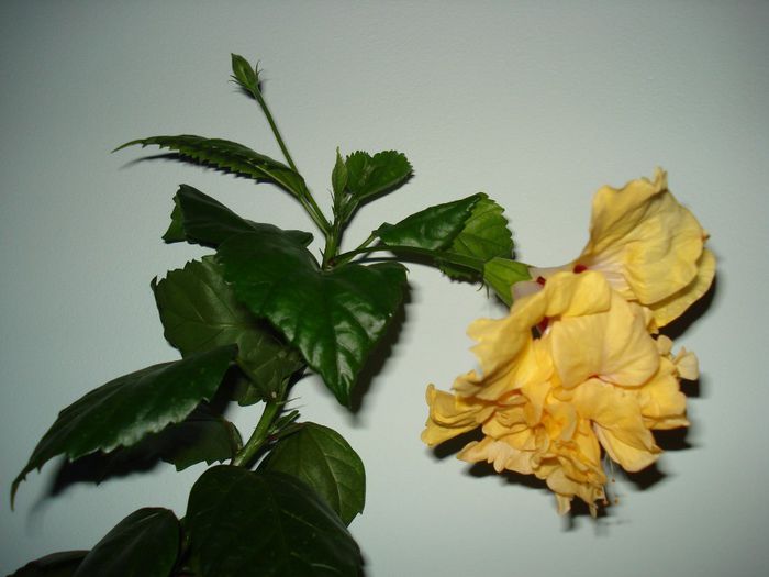 DSC09240