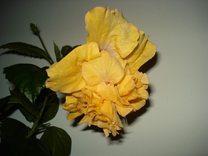 DSC09245