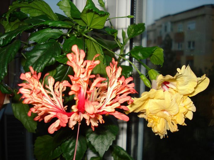 DSC09256