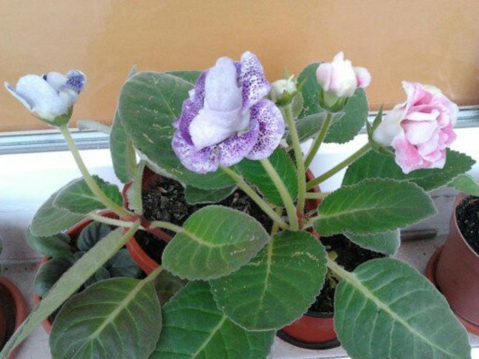 Gloxinia