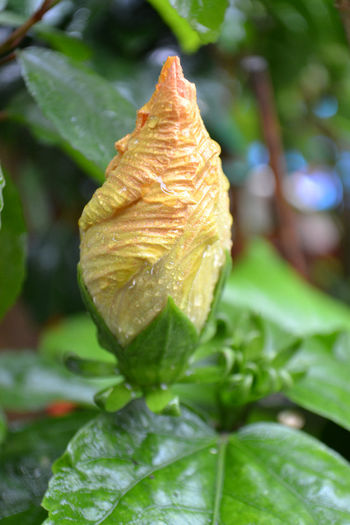 DSC_3059 - aaa-Hibiscus 2013