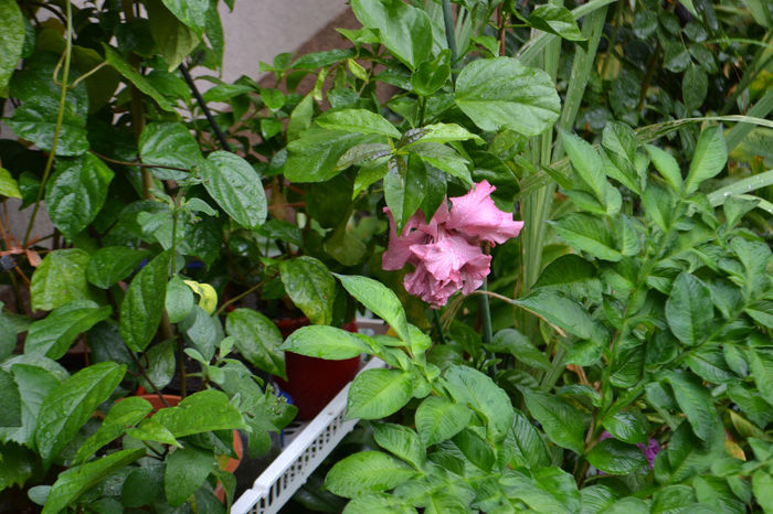 DSC_3060 - aaa-Hibiscus 2013