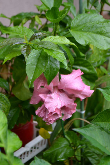 DSC_3061 - aaa-Hibiscus 2013