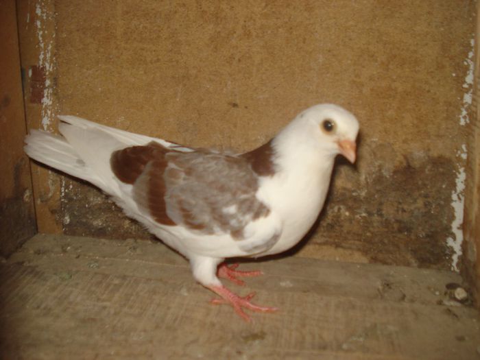 mascul cazator sute de metri(avea doar 1 saptamana de zbor)