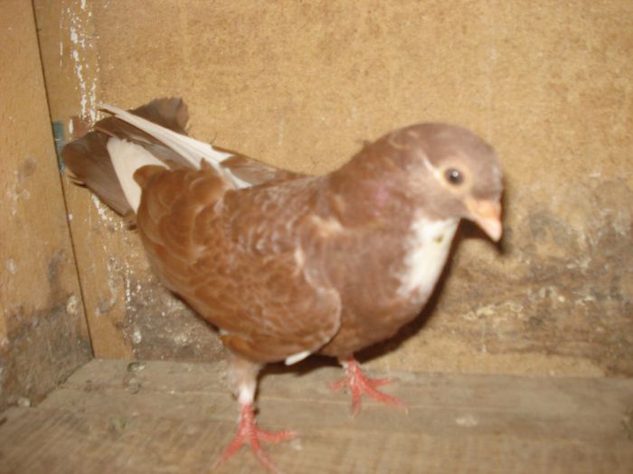 mama cazatoare tatal moriscar