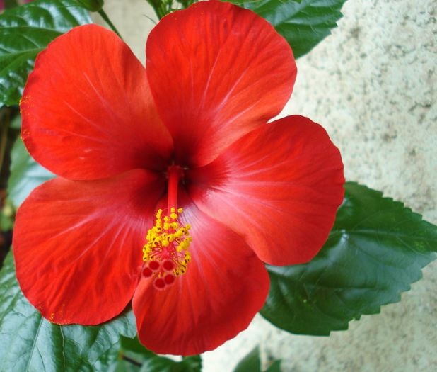 August 2013 - Hibiscus