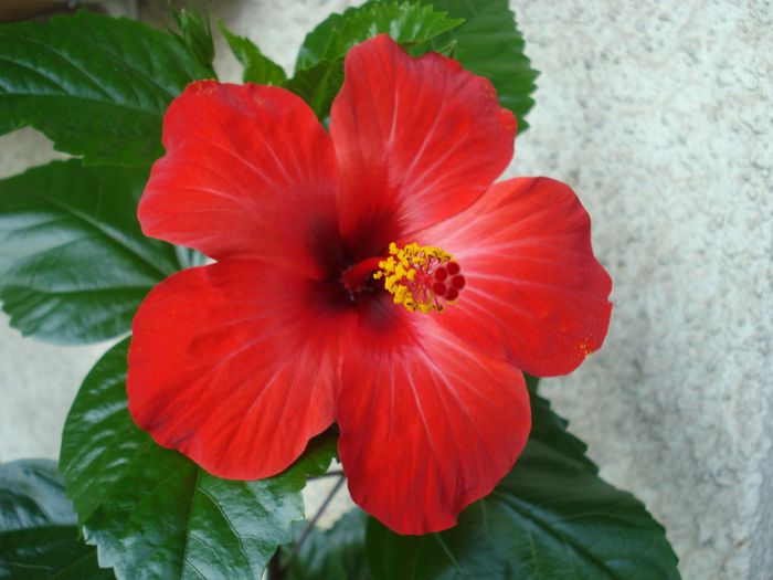 Septembrie 2013 - Hibiscus