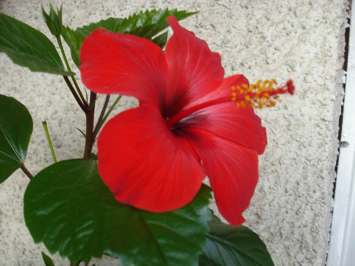 Septembrie 2013 - Hibiscus