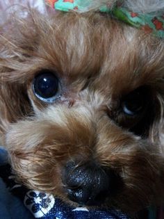 Dougie-misses-Minzy-TV