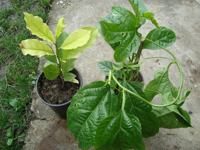 magnolie si passiflora plantedeosebite multumesc - multumiri