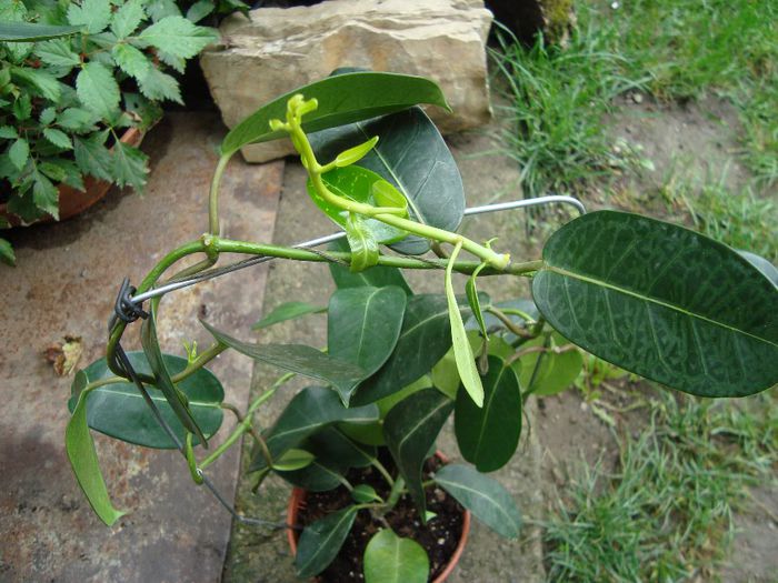 stephanotis mada30vio multumesc - multumiri