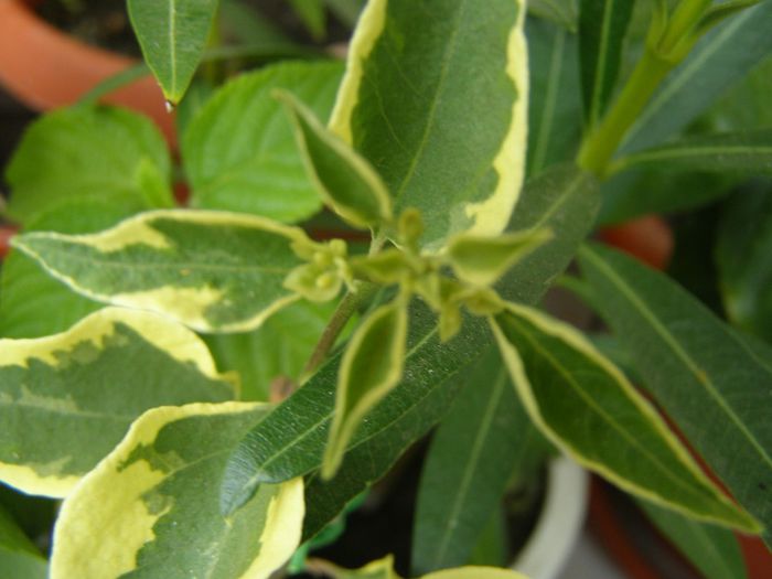 Variegata-parca vrea si ea sa infloreasca