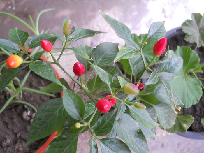 DSCN1486 - flori de interior 2013