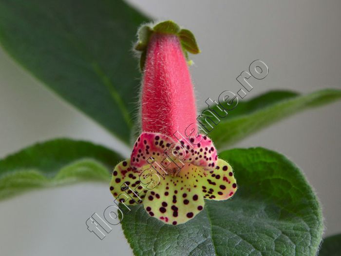 Kohleria Guardsman