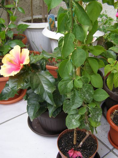 Copacelul corai; De la Flora-e atat de inalt, ca nu incape in poza.Multumesc, Flora
