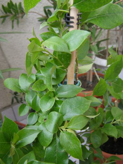 Acelasi copacel mov; va inflori in acest an
