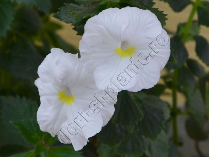 Achimenes White Glory - ACHIMENES III