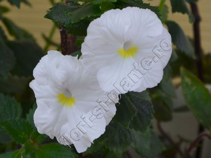 Achimenes White Glory - ACHIMENES III