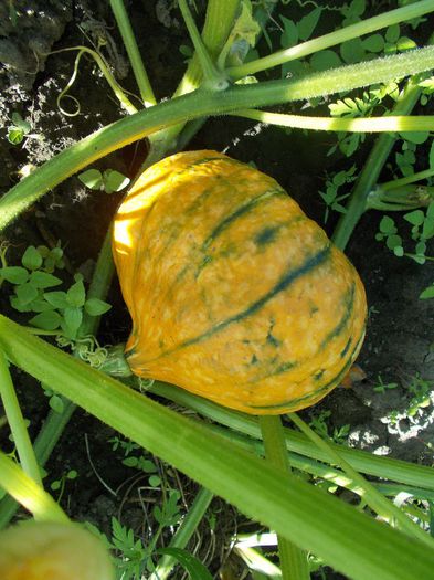 Dovleac Hokaido - DE VANZARE SEMINTE LEGUME SI FRUCTE EXOTICE