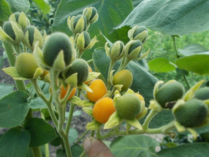 Tamarillo pitic (zwergbaumtomate) - DE VANZARE SEMINTE LEGUME SI FRUCTE EXOTICE